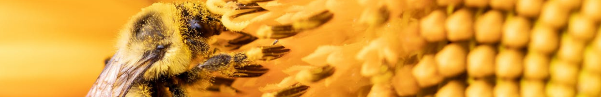 Social Insect Research Group